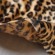 Bild 4 Fellimitat Leopard